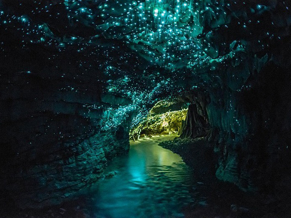 Rahasia Dibalik Langit-langit Goa Waitomo yang Bercahaya